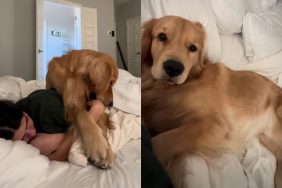 Golden Retriever Owner morning video