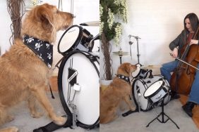 dog drumming video