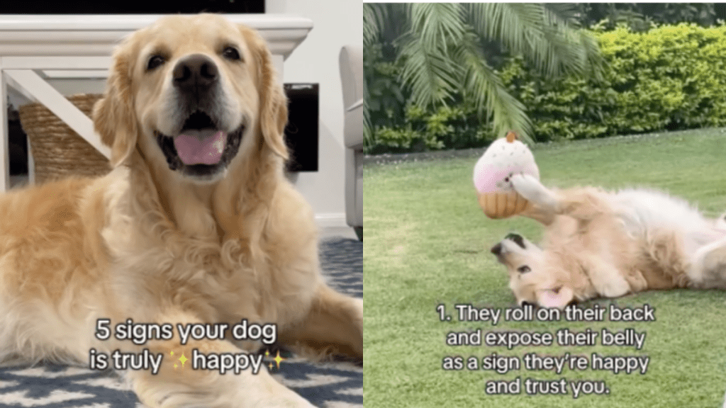 happy dog video