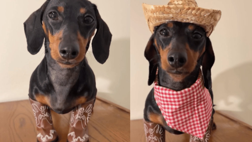 Mini Dachshund cowgirl video