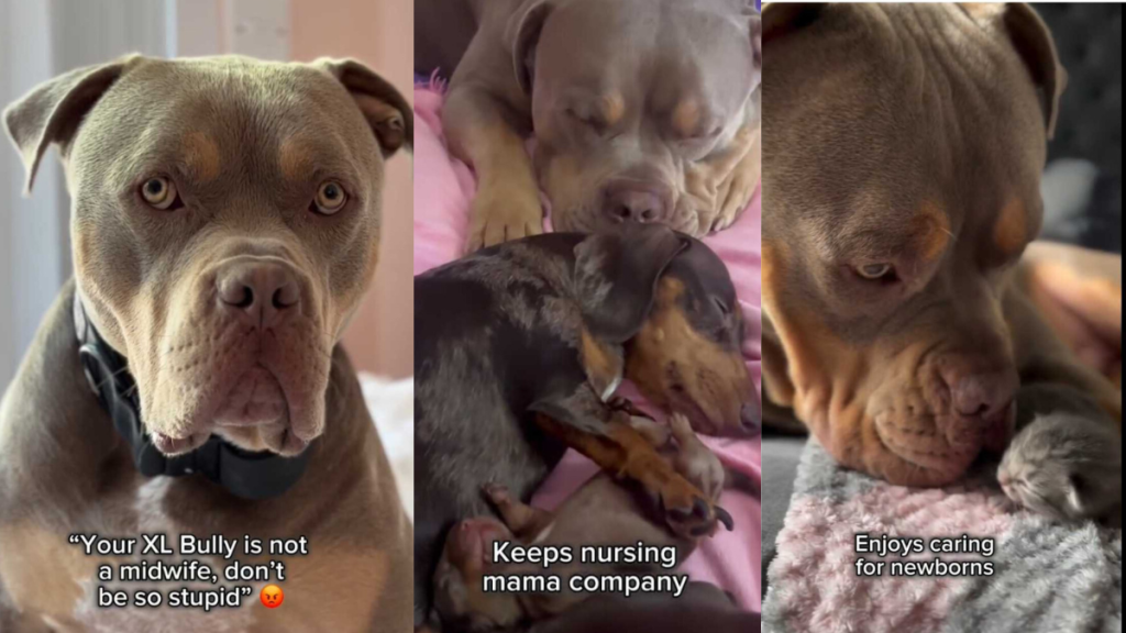 Bully newborn puppies