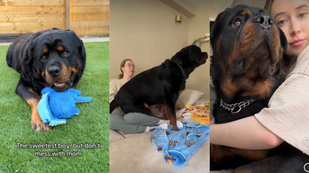 Rottweiler protect owner video
