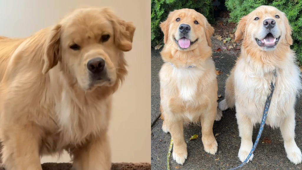 Golden Retrievers expectations vs reality video
