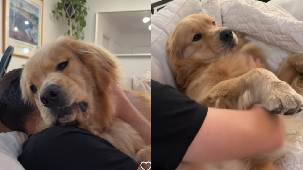 Golden Retriever belly scratch video