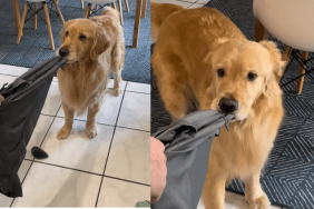 Golden Retriever video