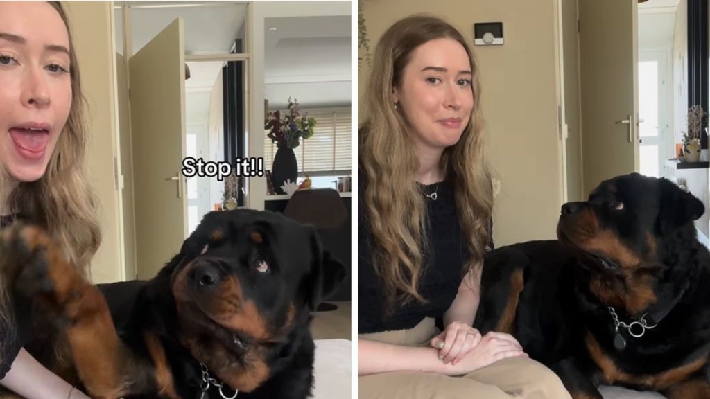 owner copy dog video