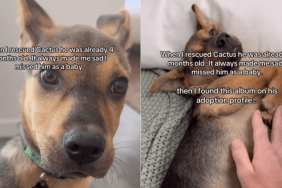emotional dog video