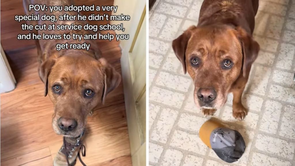 service dog help video