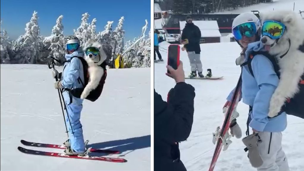 Samoyed ski video