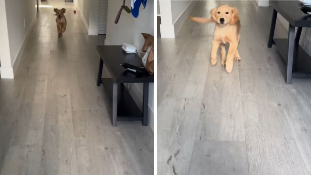 Golden Retriever puppy greet video