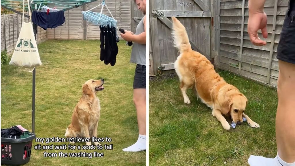 Golden Retriever sock video