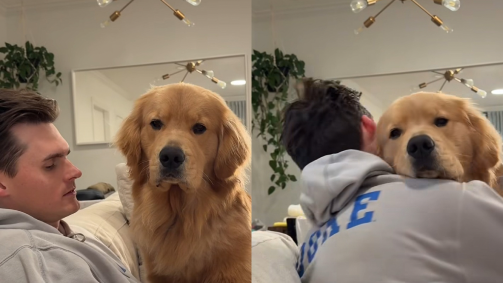 golden retriever video