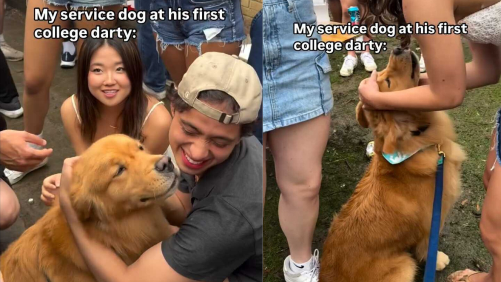 service dog college darty