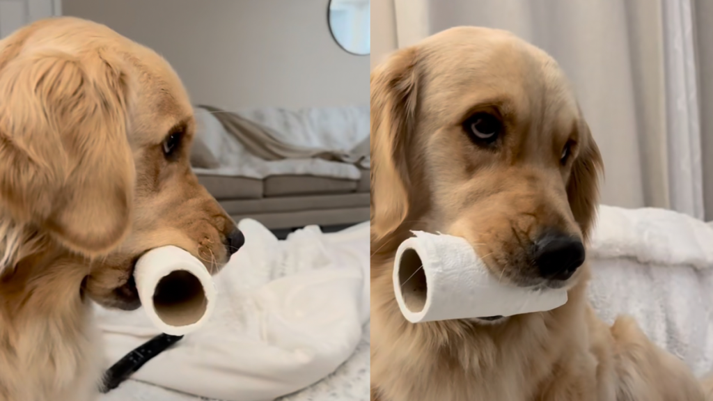 dog toilet paper video