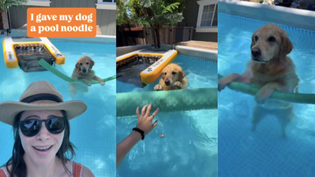 Dog pool noodle video