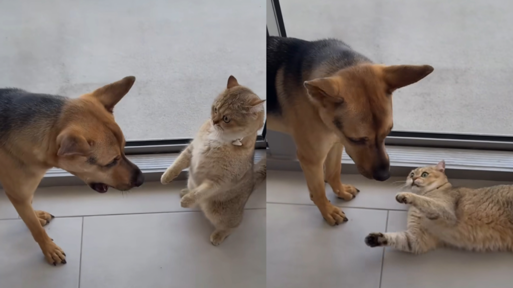 rescue dog cat fight video