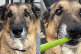 dog celery video