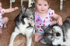 Husky baby pets video