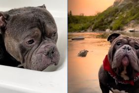 American Bully has a unique 'love/hate relationship' with water in video