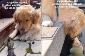 Instagram video shows Golden Retriever's interaction with various animals