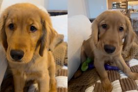 Instagram video shows Golden Retriever puppy chewing his ears