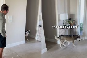 Husky was ready to escape when owner catches him in funny video