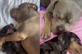 Instagram video shows how American Bully never loses sight of pregnant dog