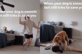 Instagram video shows Golden Retriever jumping from bed to protect owner