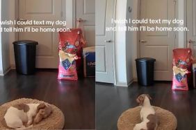 Instagram video shows dog letting out 'little sighs' while waiting for owner