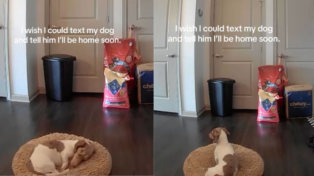 Instagram video shows dog letting out 'little sighs' while waiting for owner