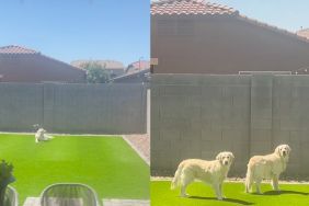 Instagram video shows Golden Retrievers confront a bird