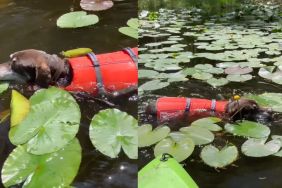 Instagram video shows senior dog diligently searching for his frisbee