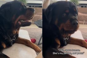 Instagram video shows Rottweiler expressing his thoughts about owner very clearly