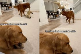 Instagram dog video shows Golden Retrievers displaying wildly contrasting behaviours