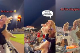 Golden Retriever makes the 'Simba Cam' at baseball game in viral video