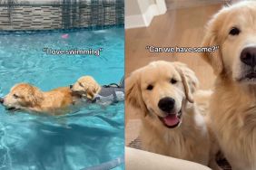 Instagram video shows little dog learning life skills from older brother