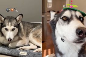 Owner displays Husky twins with completely different personalities