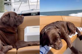 Labrador plans on doing nothing all day in funny Instagram video