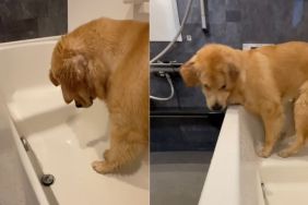 Instagram video shows Golden Retriever playing with bathtub feature