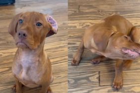 Instagram video shows Vizsla puppy trying hard to fix his ears