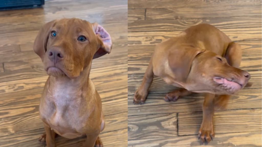 Instagram video shows Vizsla puppy trying hard to fix his ears