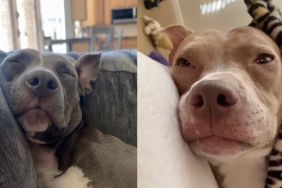 Instagram video shows Pit Bull napping endlessly