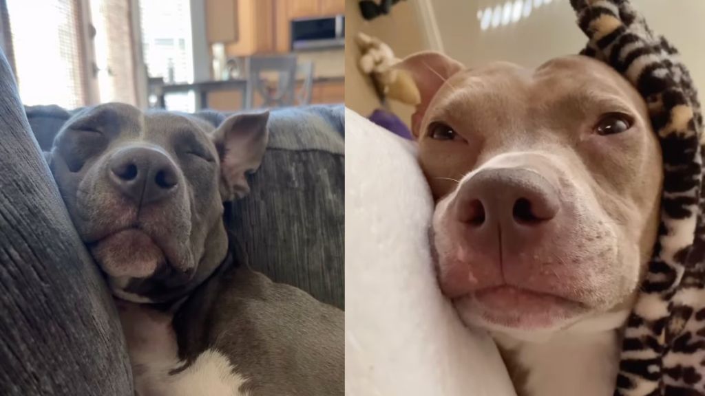 Instagram video shows Pit Bull napping endlessly