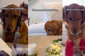 Instagram video shows Golden Retriever reacting to food not being shared