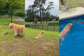 Instagram video shows a Golden Retriever taking care of orphaned geese in her backyard