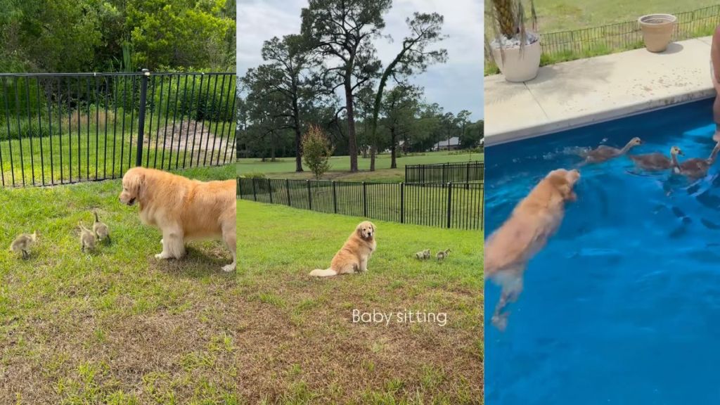 Instagram video shows a Golden Retriever taking care of orphaned geese in her backyard