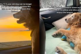 Instagram video shows how senior dog experiences road trips differently