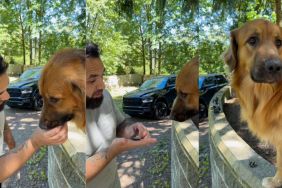Dog dad negotiates with Golden Shepherd to not eat a rock in viral video