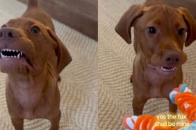 Vizsla puppy wins internet with his pearly whites