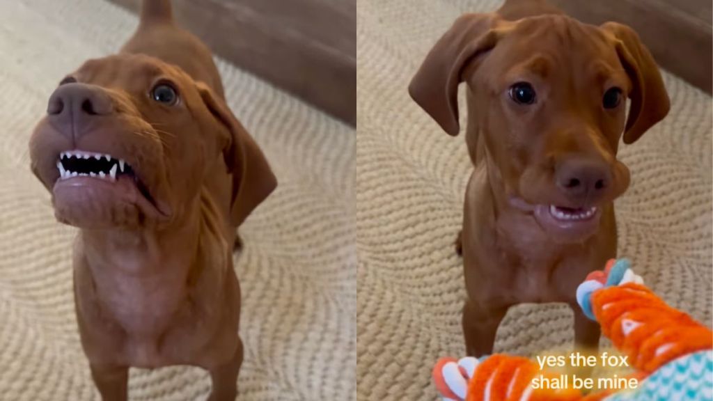 Vizsla puppy wins internet with his pearly whites